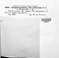 Triphragmium clavellosum image